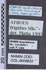 Etiketten zu Athous frigidus (NHMW-ZOO-COL-0008632)